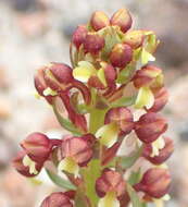 Image of Brachycorythis mac-owaniana Rchb. fil.