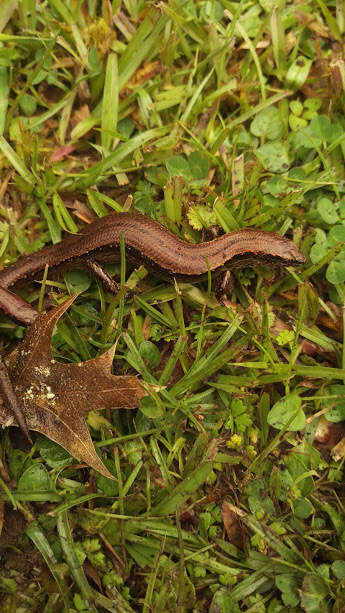 Oligosoma aeneum (Girard 1858) resmi