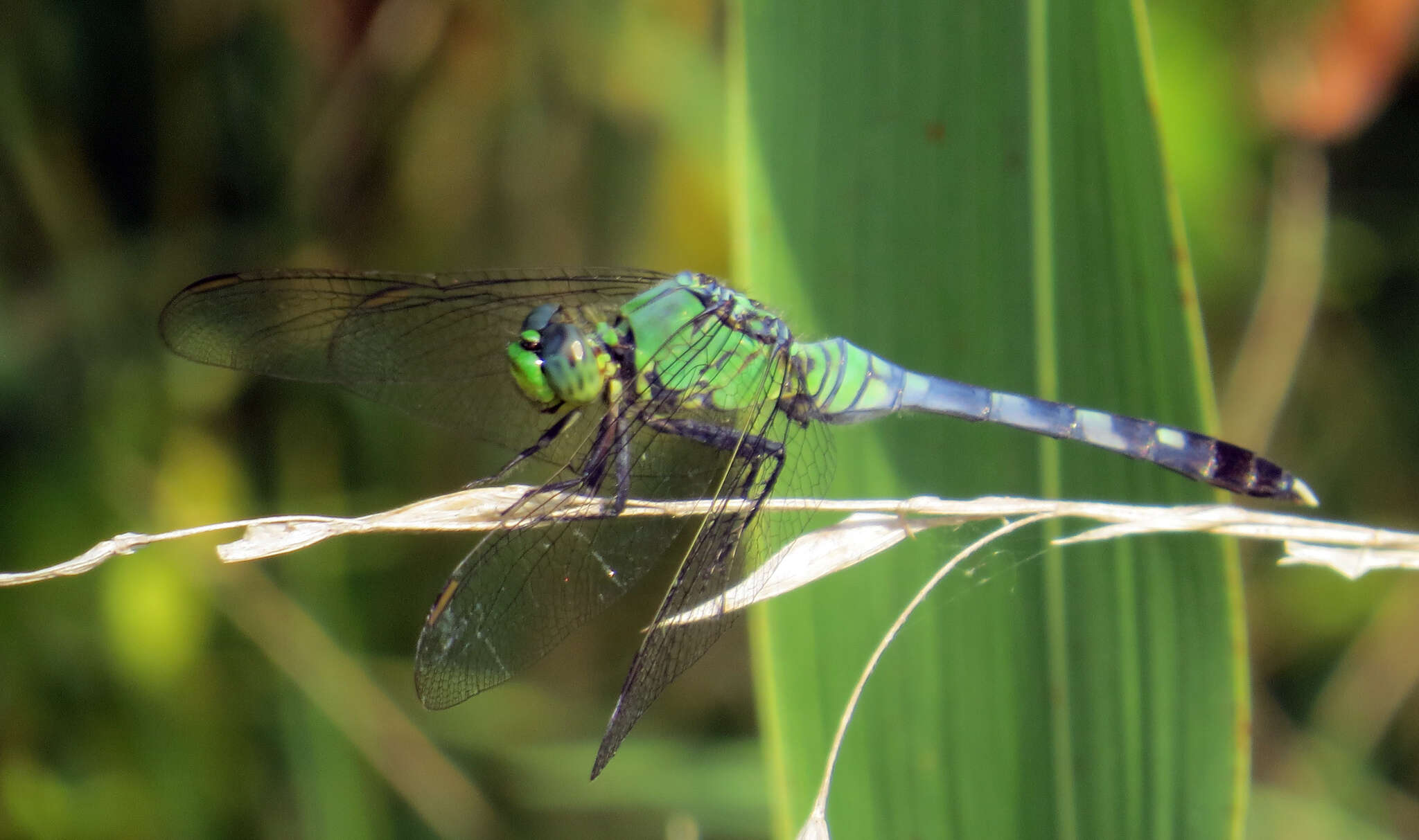 Image of Eastern Pondhawk