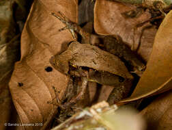 Image of Steindachner's Robber Frog; ra-da-mata