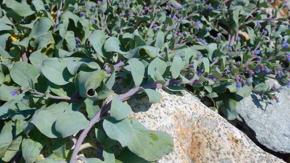 Image of oysterleaf