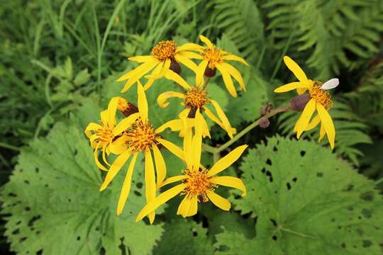 Image of summer ragwort