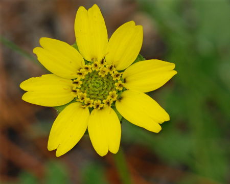 Image of Florida greeneyes