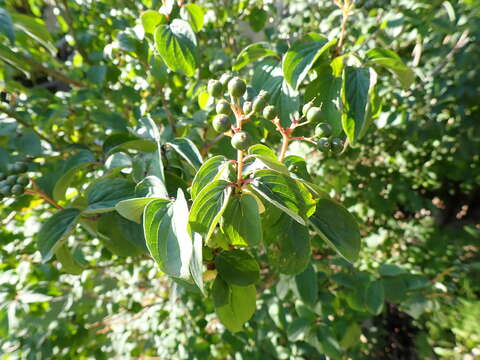 Image of Cornus sanguinea subsp. sanguinea