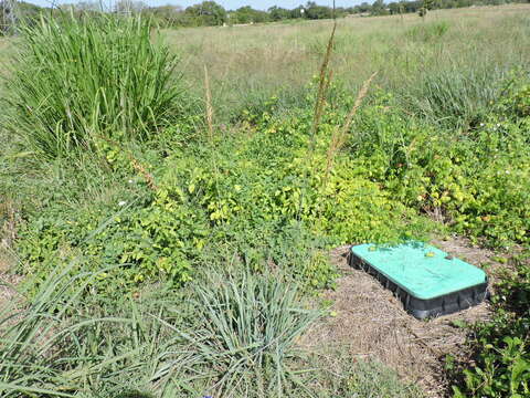 Imagem de Sorghastrum nutans (L.) Nash