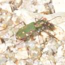 Image of Cicindela (Cicindela) maroccana maroccana Fabricius 1801