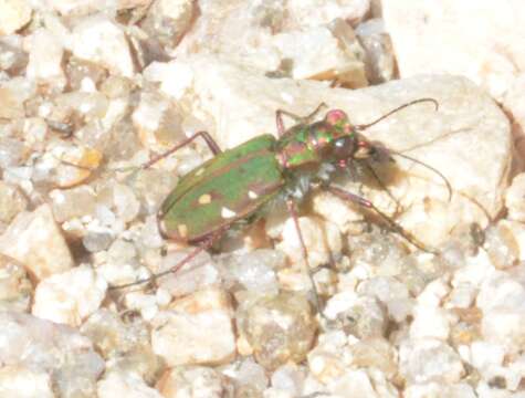 Image of Cicindela (Cicindela) maroccana maroccana Fabricius 1801