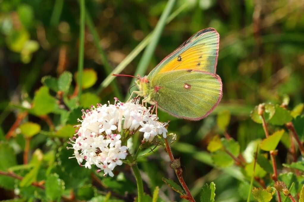 Image of Hecla Sulphur