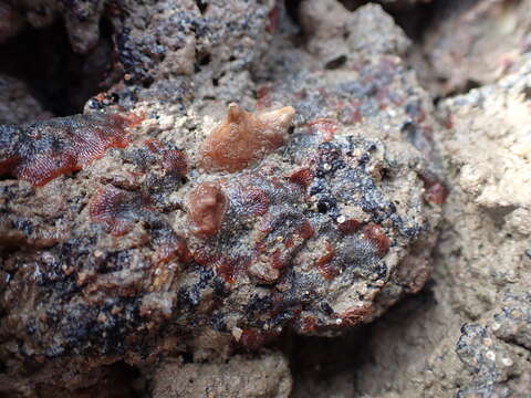 Image of Red ripple bryozoan