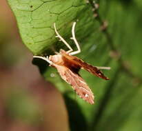 صورة Chaetolopha leucophragma Meyrick 1891