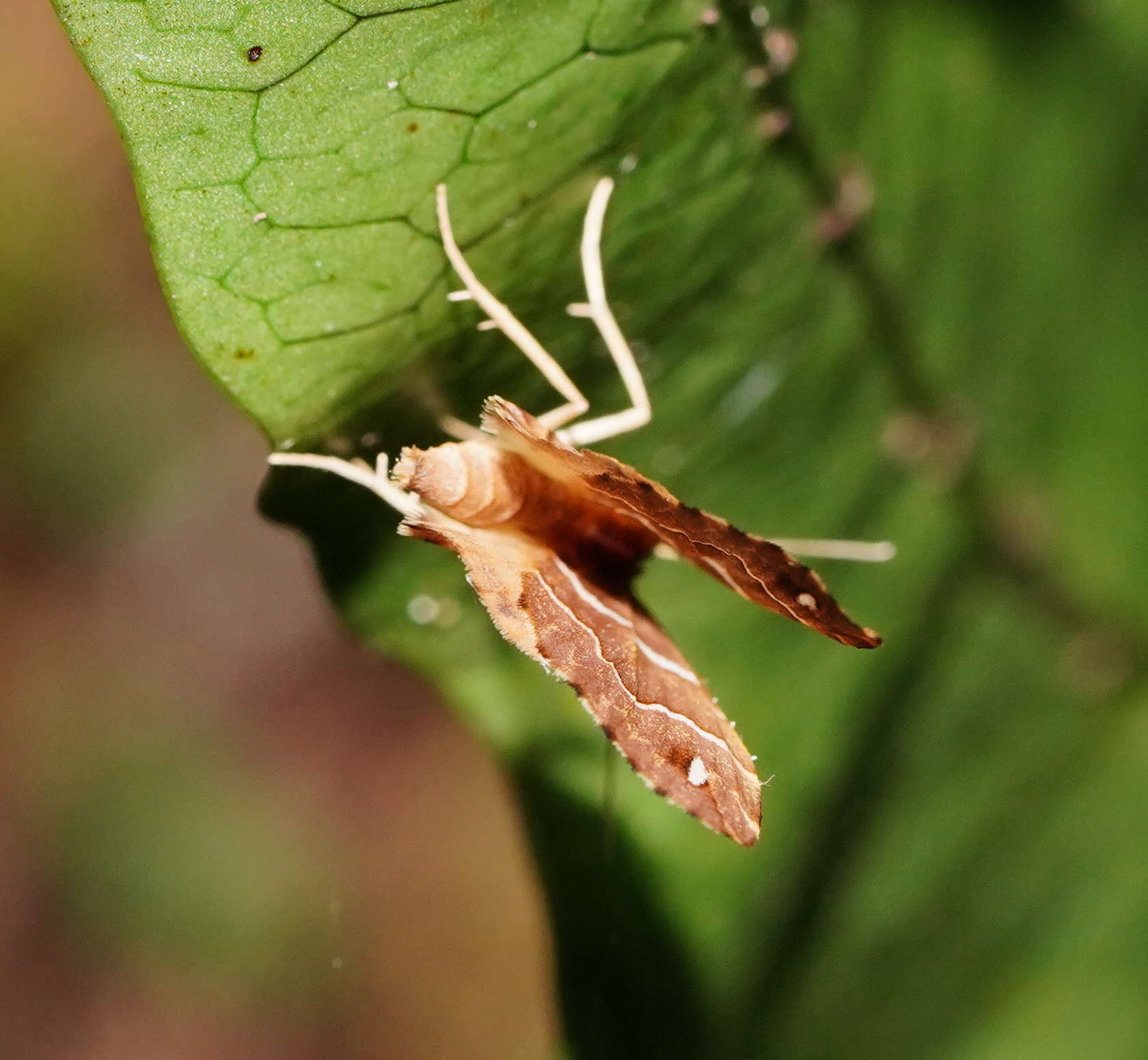 صورة Chaetolopha leucophragma Meyrick 1891