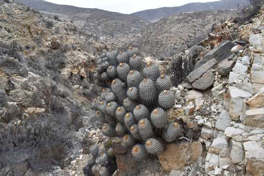 Image of Copiapoa dealbata F. Ritter