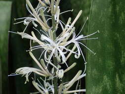 Image of sansevieria