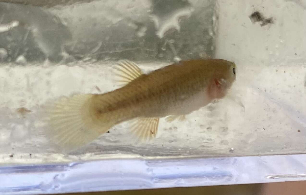 Image of Redface topminnow