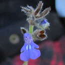 Image of Salvia pusilla Fernald