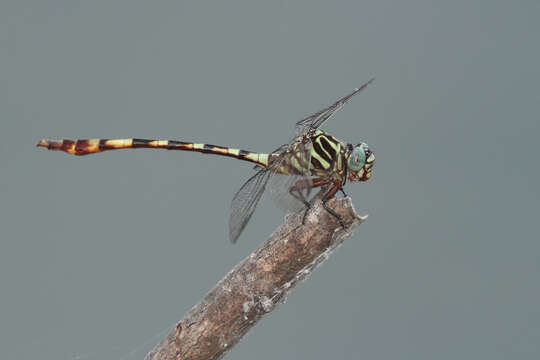 Image of Broad-striped Forceptail