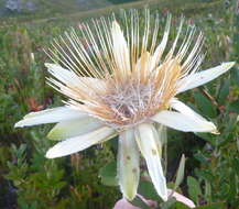 Imagem de Protea aurea subsp. aurea