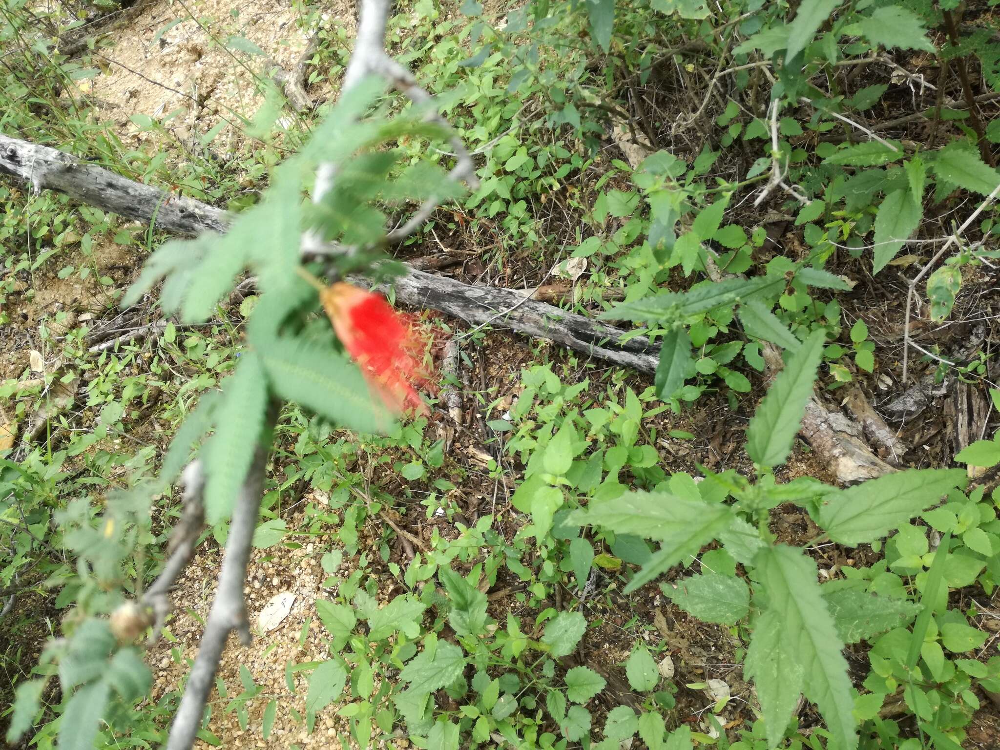 Imagem de Calliandra peninsularis Rose