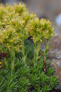 Image of Saxifraga juniperifolia Adams