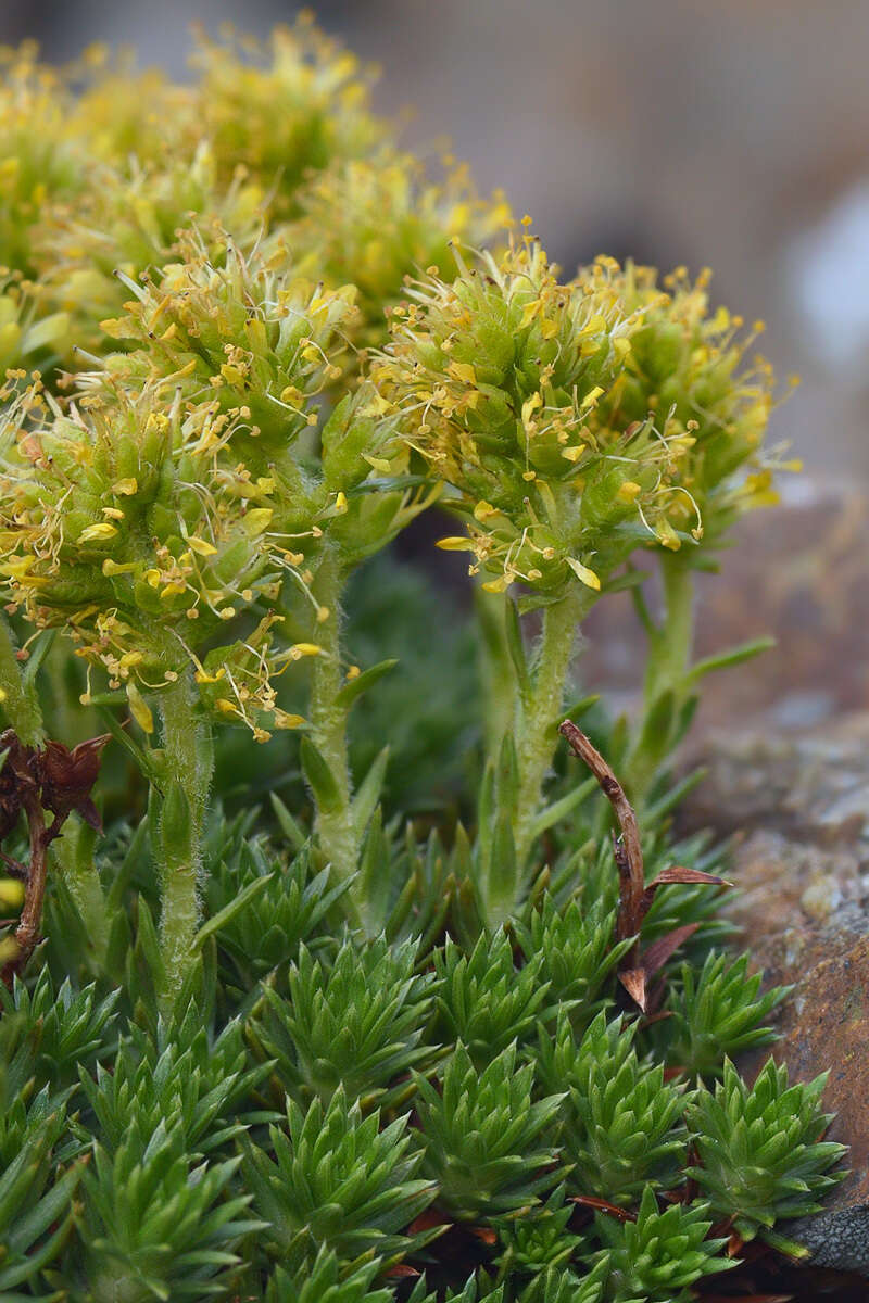 Sivun Saxifraga juniperifolia Adams kuva