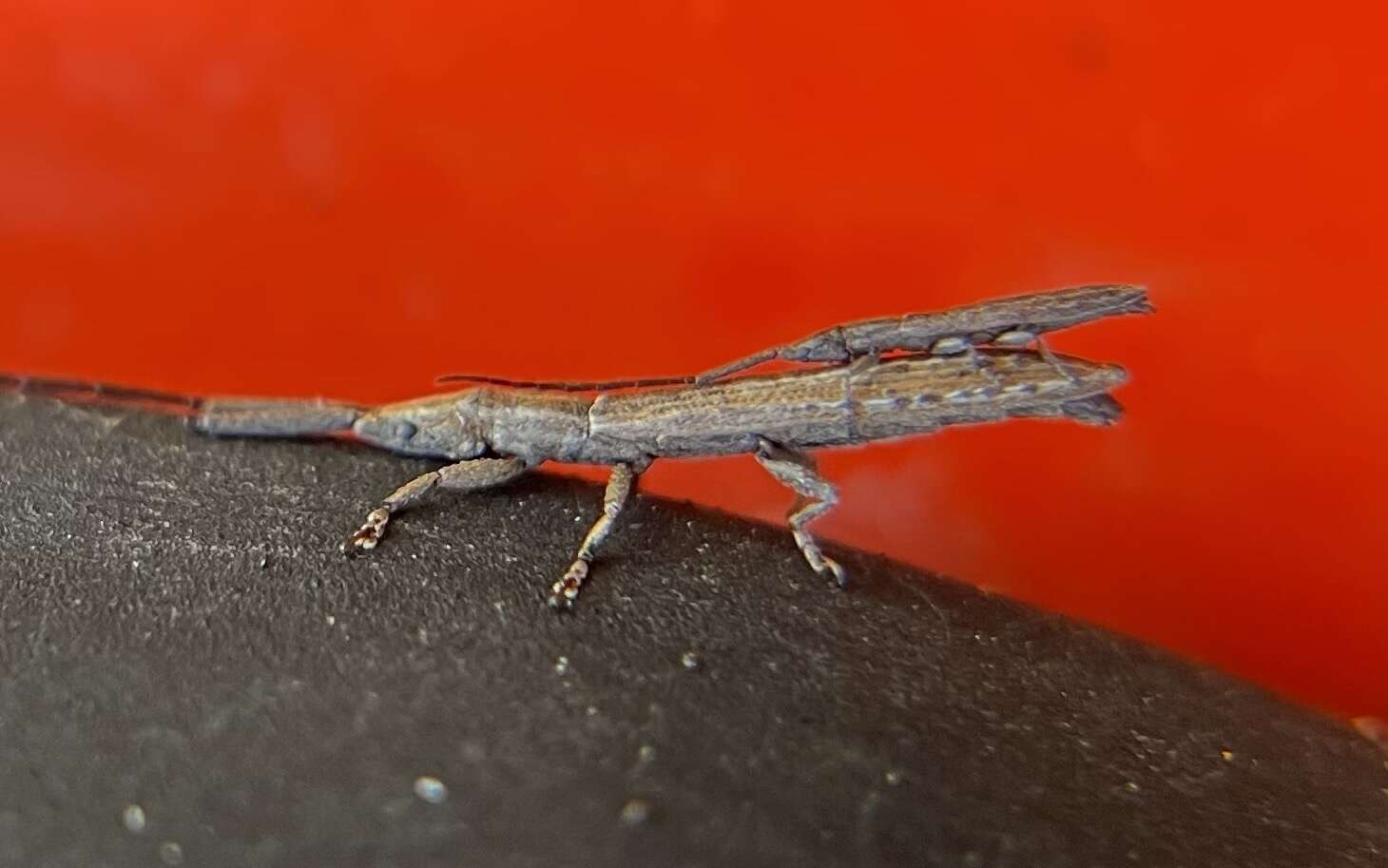 Image of Spalacopsis