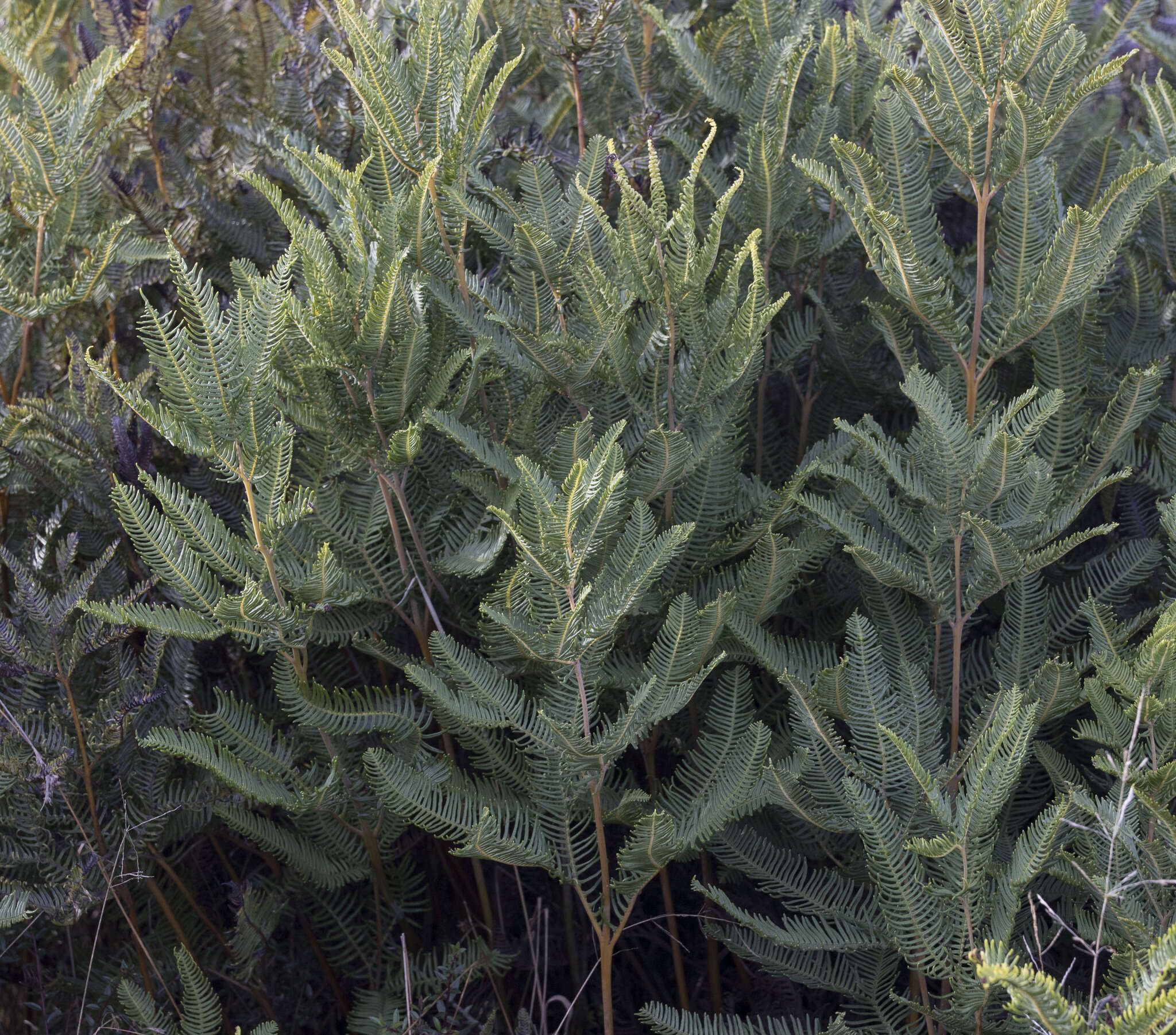 Image of Sticherus cryptocarpus (Hook.) Ching
