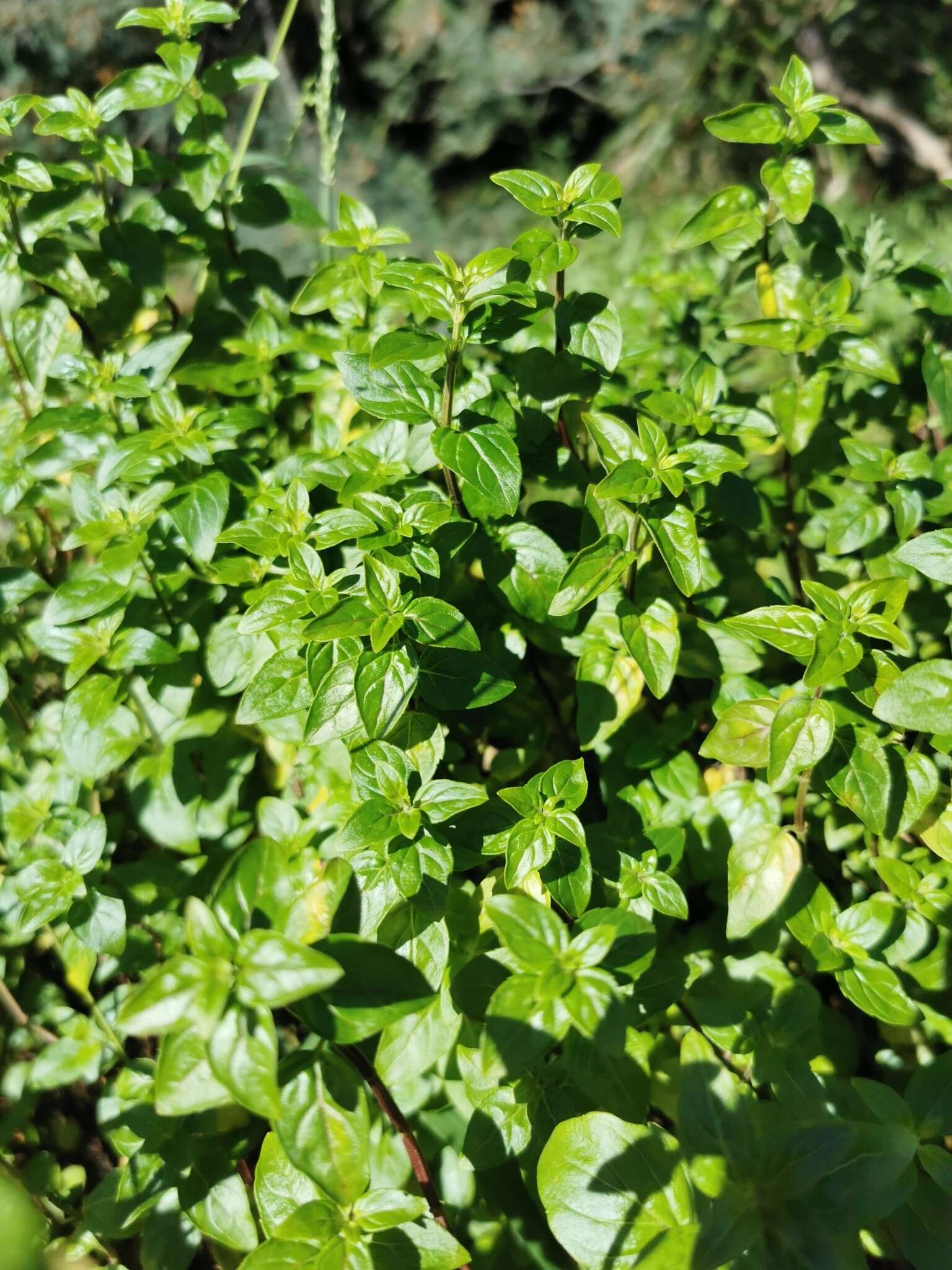 Image of Mentha australis R. Br.