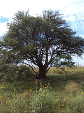 صورة Prosopis caldenia Burkart