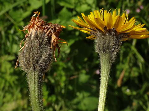 Слика од Leontodon hispidus subsp. hispidus