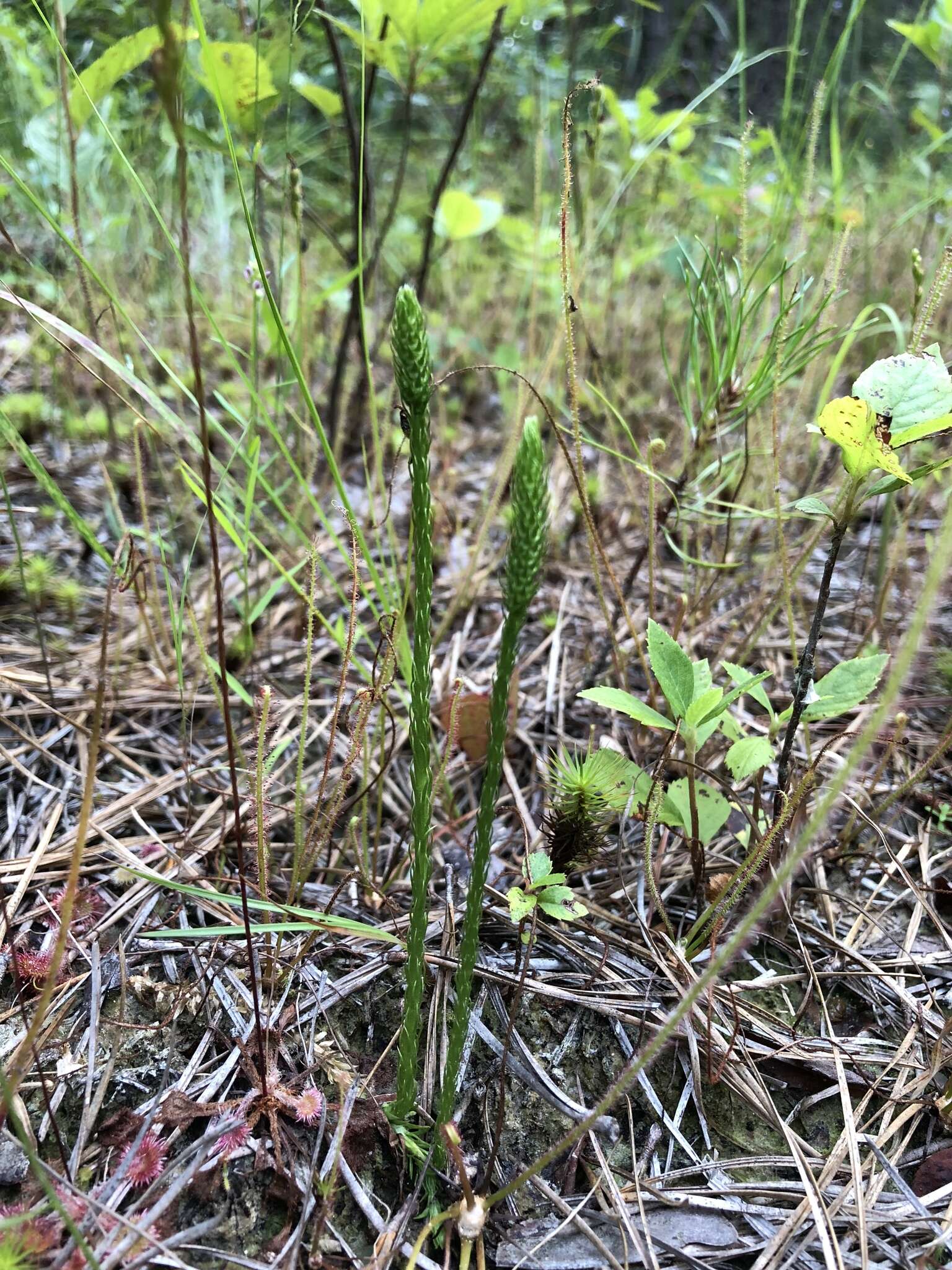 Image of southern bog clubmoss