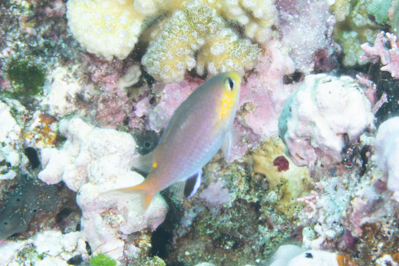 Image of Dwarf chromis