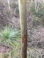 Image of Xanthorrhoea resinosa Pers.