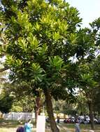 Image of Calophyllum blancoi Planch. & Triana