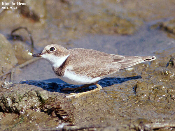 Image of Little Ringed Plover