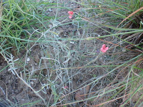 Imagem de Indigofera disticha Eckl. & Zeyh.