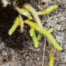 Image of Brownseya serpentina (Kunze) Li Bing Zhang, L. D. Sheph., D. K. Chen, X. M. Zhou & H. He