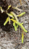 Image of Brownseya serpentina (Kunze) Li Bing Zhang, L. D. Sheph., D. K. Chen, X. M. Zhou & H. He