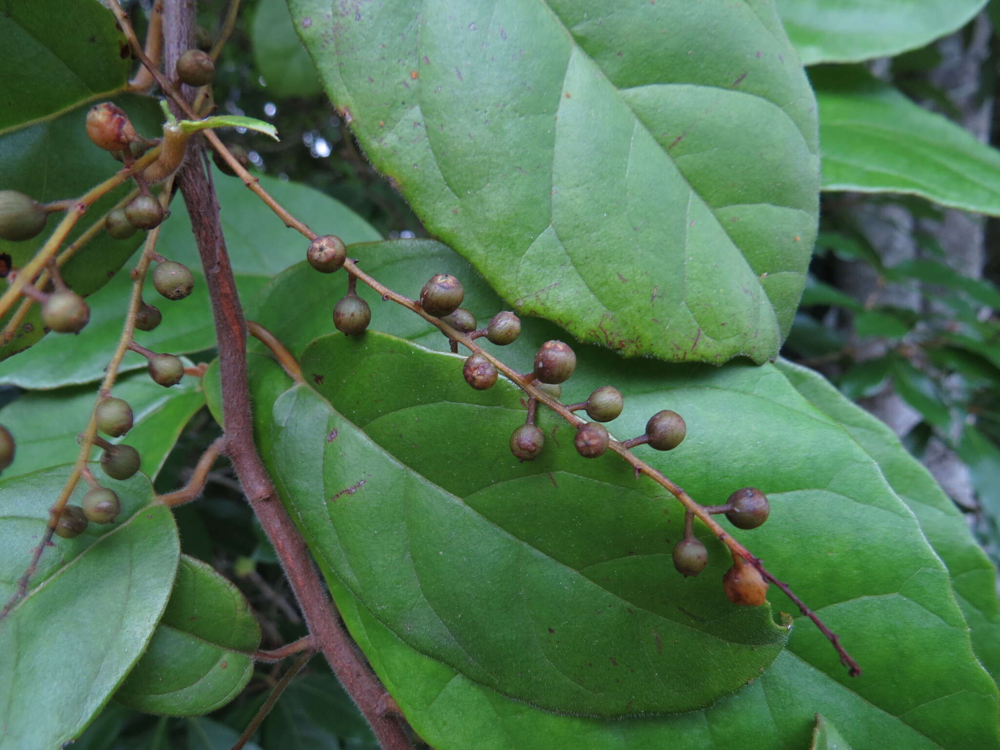 Image of Maesa dependens var. pubescens Benth.