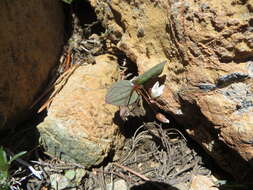 <i>Claytonia obovata</i> resmi