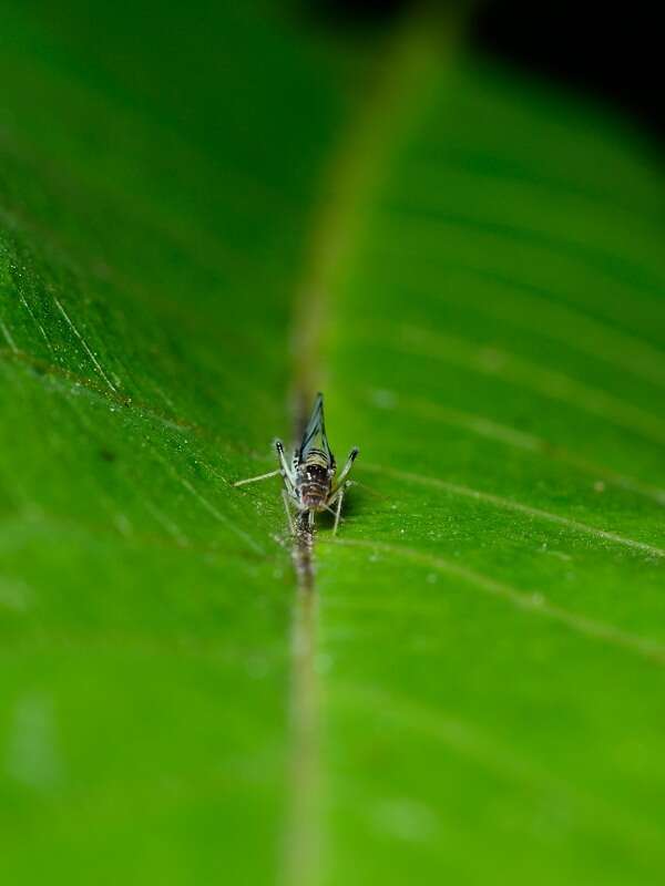 Image of Aphid