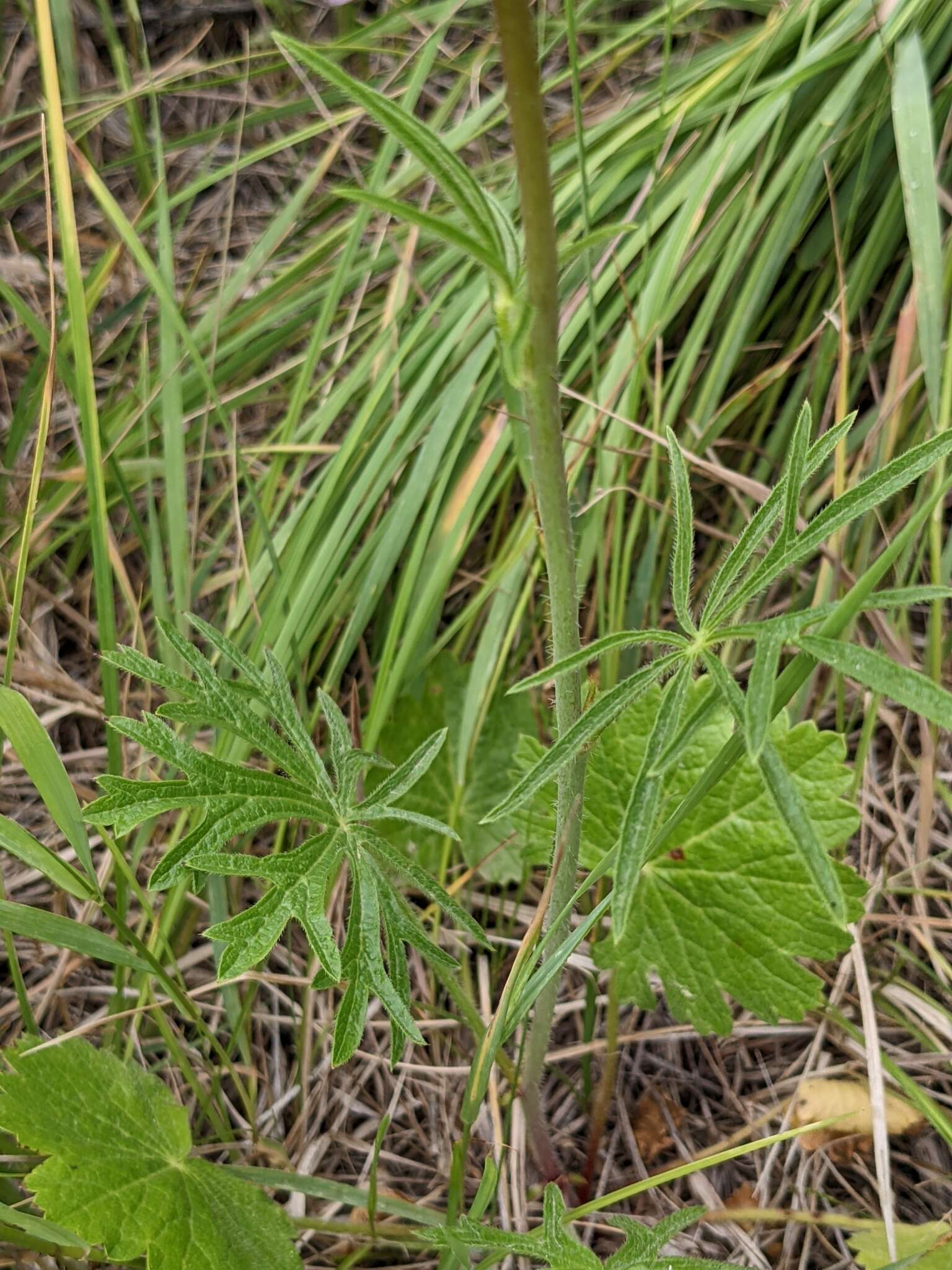 Imagem de Sidalcea neomexicana A. Gray