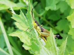 Podismopsis poppiusi (Miram 1907)的圖片