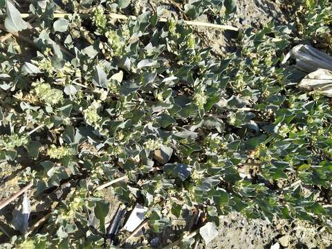 Image of Maximowicz's saltbush