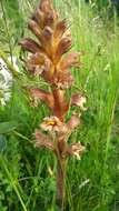 Imagem de Orobanche lutea Baumg.