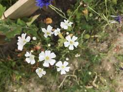 Слика од Gypsophila elegans M. Bieb.