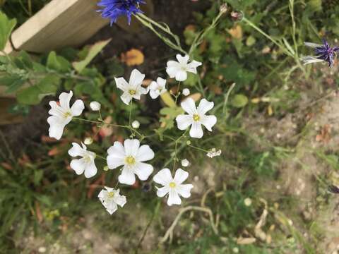 Слика од Gypsophila elegans M. Bieb.