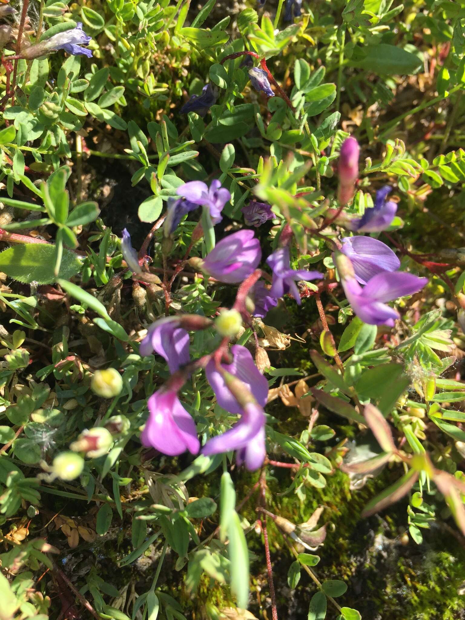 Image of Bodin's Milk-Vetch