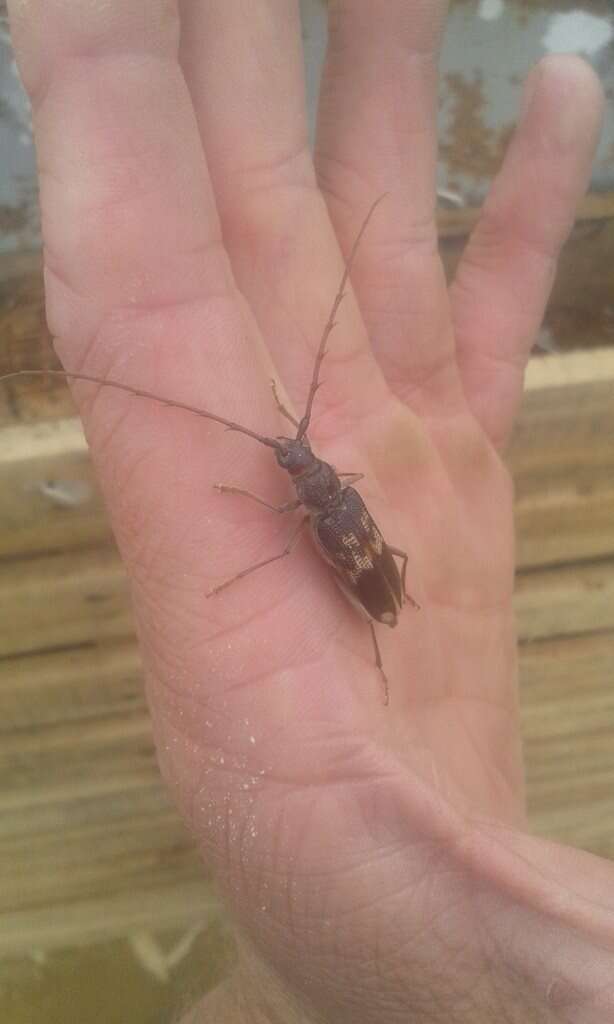 Phoracantha semipunctata (Fabricius 1775) resmi