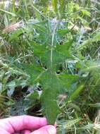 Image of Italian plumeless thistle