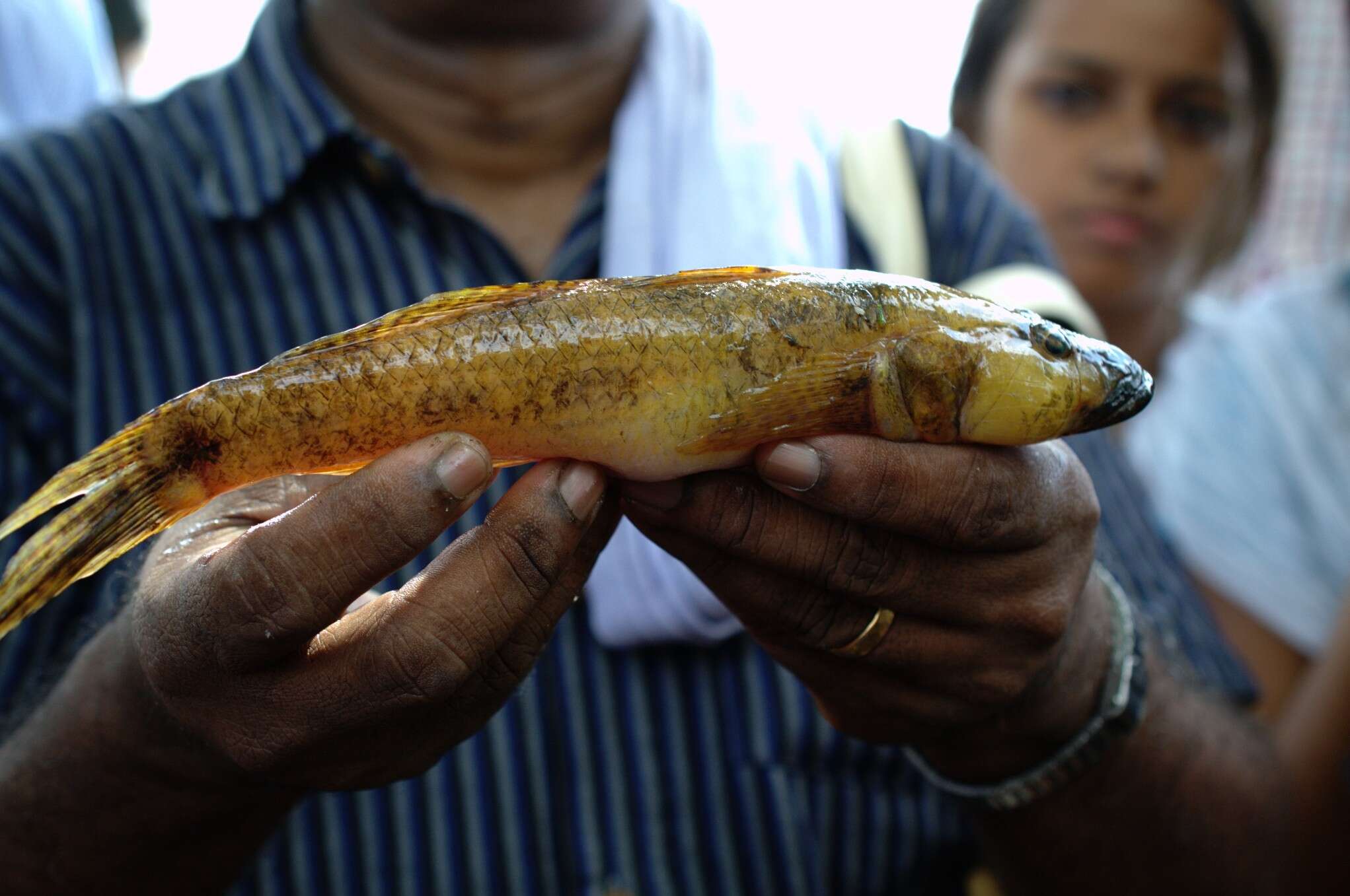 Plancia ëd Glossogobius